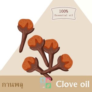 Clove : Clove Essential OIL/Clove Bud Oil/Eugenol 100 %(>99%) น้ำมันหอมระเหยกานพลู Warm Spicy ละลายในแอกอฮอล์และน้ำมัน / ทนความร้อนสูง / ไม่ เร่งเทรซ COA / SDS