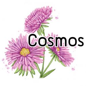 Cosmos น้ำมันหอม คอสมอส ละลายในแอกอฮอล์และน้ำมัน