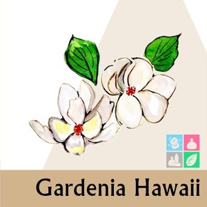 Gardenia Hawaii หัวน้ำมันหอม การ์ดิเนีย ฮาวาย White floral ,Cream , Sweet สัมผัสกลิ่นหอมหวาน สดชื่นและเย้ายวน สมบรูณ์แบบ ละลายในแอกอฮอล์และน้ำมัน -ทนอุณหภูมิสูง COA