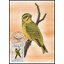 Post Cards S.Tome E Principe Bird 1983