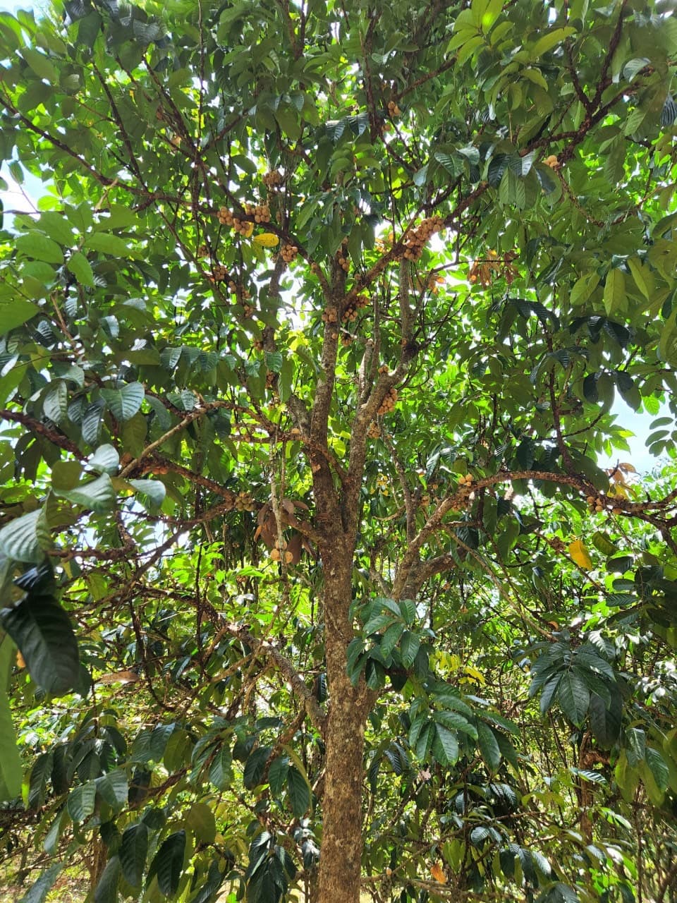 ขายสวนผลไม้ เงาะ มังคุด ทุเรียน ลองกอง ราคาถูก พร้อมบ้านพัก นํ้าไฟเข้าถึง ทางเข้าออกสะดวกสบายบรรยากาศดีเจ้าของขายเอง อำเภอมะขาม จังหวัดจันทบุรี