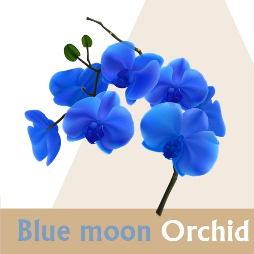 Orchid : Blue moon orchid หัวน้ำมันหอม ดอกกล้วยไม้ บลูมูน Floral ,Sweet กลิ่นหอมหวาน ละมุน มีเสน่ห์ ละลายในแอกอฮอล์และน้ำมัน / ทนอุณหภูมิสูง / ไม่เร่งเทรซ COA