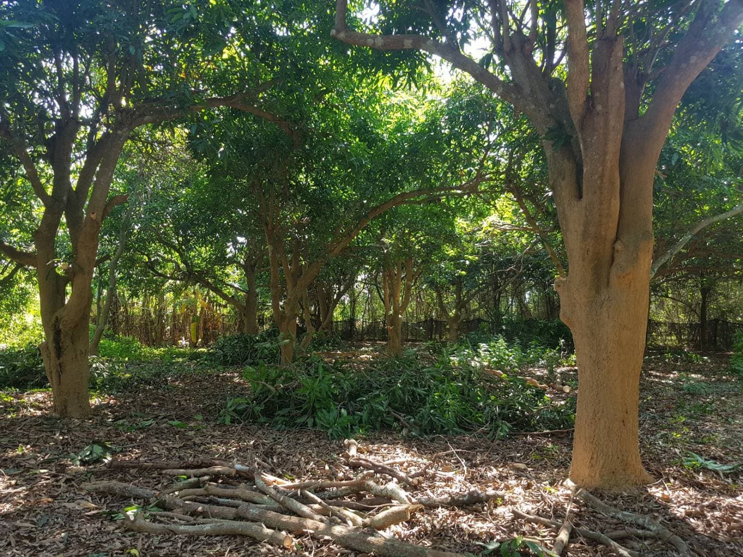 ขายที่ดินสวยพร้อมบ้านร้านขายของติดถนนหลวงด้านหลังเป็นสวนผลไม้พื้นที่กว้างขวางพร้อมสำหรับทุกคนในครอบครัวใกล้รร.บ้านเกาะสำโรง 800 เมตร อ.เมืองกาญจนบุรี