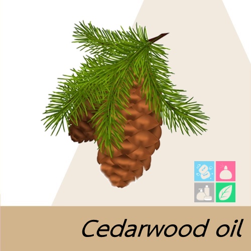 Cedarwood Essential Oil 