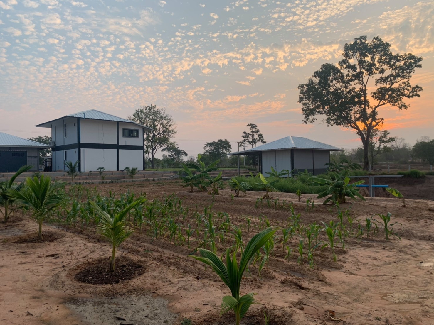 ขายบ้านพร้อมที่ดินมีพื้นที่สวนกว้างขวางพร้อมสำหรับทุกคนในครอบครัว2ไร่13ตรว.ติดถนนใหญ่ใกล้อบต.ป่าชัน 340 เมตร จ.บุรีรัมย์