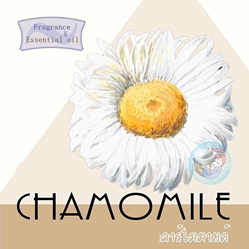 Chamomile : Chamomile flower น้ำมันหอมระเหยผสม ดอกคาร์โมมายด์ Aromatic Green Sweet หอมสดชื่น ปลอดโปร่ง มีพลัง ละลายในแอกอฮอล์และน้ำมัน - ไม่ เร่งเทรซ COA