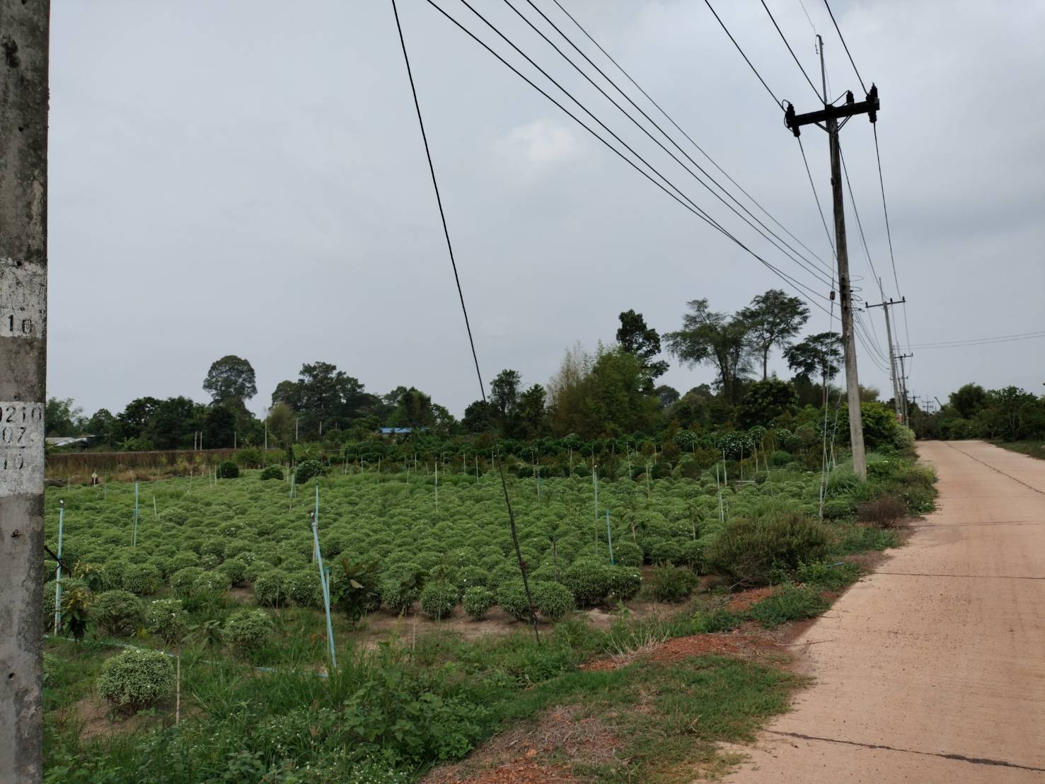 ขายที่ดินติดถนนคอนกรีตใกล้ถนนสุวรรณศร150เมตรอ.เมืองปราจีนบุรีหน้ากว้างติดถนนคอนกรีต 170 เมตร ลึก 40 เมตรที่ดินปลูกทุเรียนและไม้ประดับ เหมาะทำธุรกิจหรือแบ่งจัดสรรขาย ที่ดินปลูกทุเรียนและไม้ประดับรรยากาศดีทางเข้าออกสะดวก