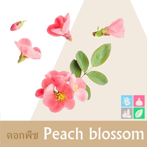 Peach : Peach blossom หัวน้ำมันหอม ดอกพีช Floral fruity fresh sweet กลิ่นหอมสดชื่น สุขุม เรียบง่าย ละลายในแอกอฮอล์และน้ำมัน / ทนอุณหภูมิสูง / ไม่เร่งเทรซ COA