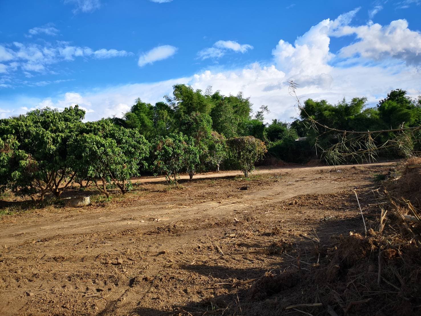 ด่วนขายที่ดินพร้อมบ้านสวนราคาถูกที่สุดมีประปาพร้อมใช้งานเนื้อที่ิ 5 ไร่ 2 งาน 69 ตรว. บ้านนาฟาน ต.ดอนไฟ อ.แม่ทะ จ.ลำปาง