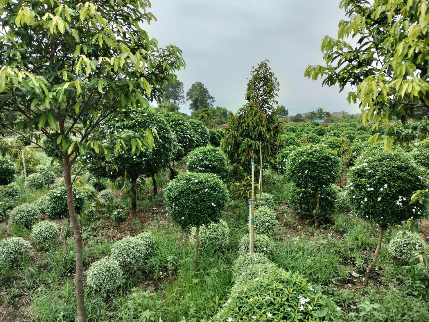 ขายที่ดินติดถนนคอนกรีตใกล้ถนนสุวรรณศร150เมตรอ.เมืองปราจีนบุรีหน้ากว้างติดถนนคอนกรีต 170 เมตร ลึก 40 เมตรที่ดินปลูกทุเรียนและไม้ประดับ เหมาะทำธุรกิจหรือแบ่งจัดสรรขาย ที่ดินปลูกทุเรียนและไม้ประดับรรยากาศดีทางเข้าออกสะดวก