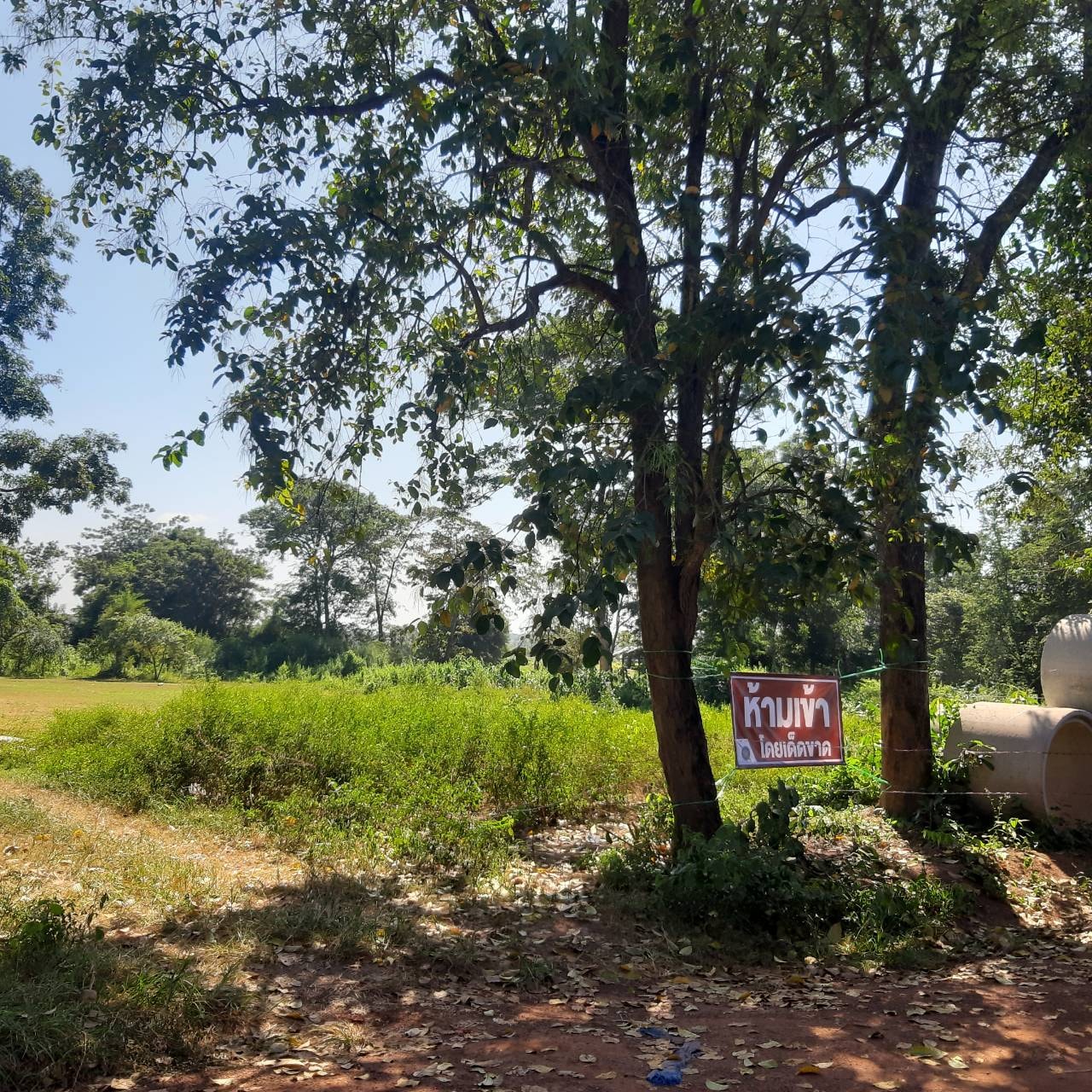 ขายที่ดินสวยบรรยากาศดีการเดินทางสะดวกสบายอำเภอเมืองหนองคาย พื้นที่ติดกัน 3 แปลงรวม26 ไร่ 3 งาน 1 ตรว. ใกล้เขตเทศบาลเมืองหนองคายเหมาะแก่การทำบ้านสวน รีสอร์ท