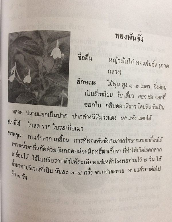 สมุนไพร สรรพคุณและประโยชน์เพื่อการนำไปใช้