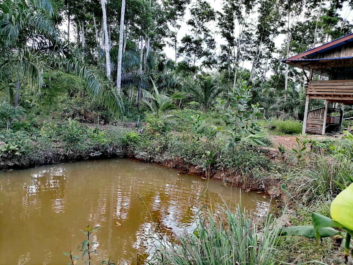 ขายที่ดินราคาถูกในเขตเทศบาลอำเภอบางขัน จังหวัดนครศรีธรรมราชไร่ละ6.5แสนใกล้ถนนใหญ่350เมตร,เซเว่น530เมตรบรรยากาศดีเดินทางสะดวกสบาย