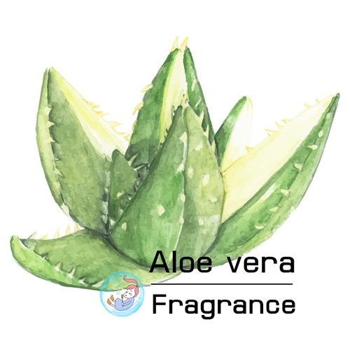 Aloe vera : หัวน้ำหอมกลิ่นอโรเวร่า (ว่านหางจรเข้) Green Aquatic Woody หอมสดชื่น อ่อนโยน ละลายในแอกอฮอล์