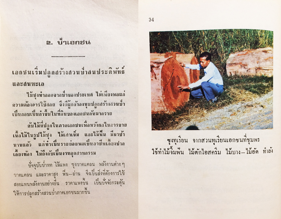 อาชีพปลูกสร้างสวนป่า