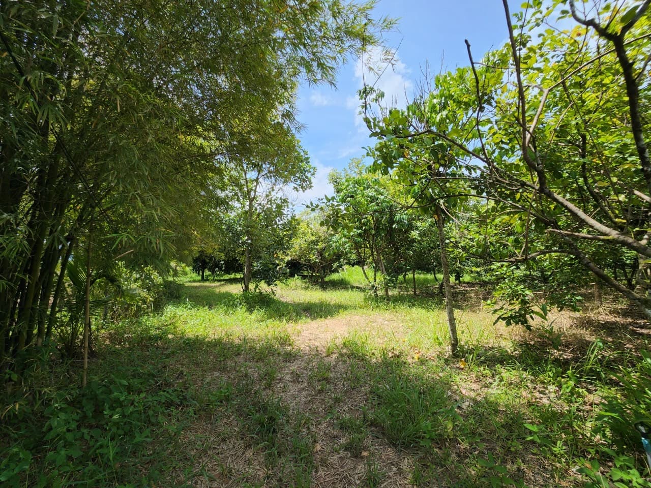 ขายสวนผลไม้ เงาะ มังคุด ทุเรียน ลองกอง ราคาถูก พร้อมบ้านพัก นํ้าไฟเข้าถึง ทางเข้าออกสะดวกสบายบรรยากาศดีเจ้าของขายเอง อำเภอมะขาม จังหวัดจันทบุรี