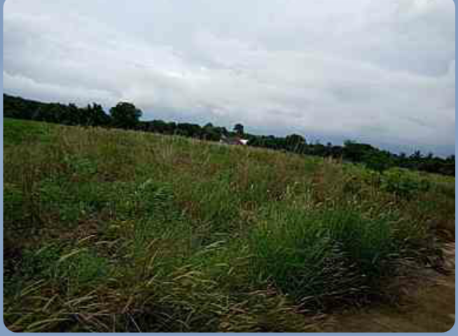 ขายที่ดินเหมาะแก่การทำธุรกิจหรือบ้านจัดสรรใกล้เทศบาล ต.หนองปลาไหลและถนนใหญ่ ชลบุรี-พัทยา ใกล้ชายฝั่งทะเล 7 ไร่ 36 ตรว. อ.บางละมุง จ.ชลบุรี