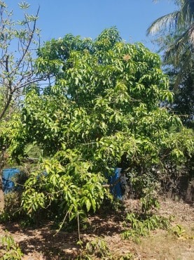 ขายที่ดินสวยพร้อมบ้านร้านขายของติดถนนหลวงด้านหลังเป็นสวนผลไม้พื้นที่กว้างขวางพร้อมสำหรับทุกคนในครอบครัวใกล้รร.บ้านเกาะสำโรง 800 เมตร อ.เมืองกาญจนบุรี