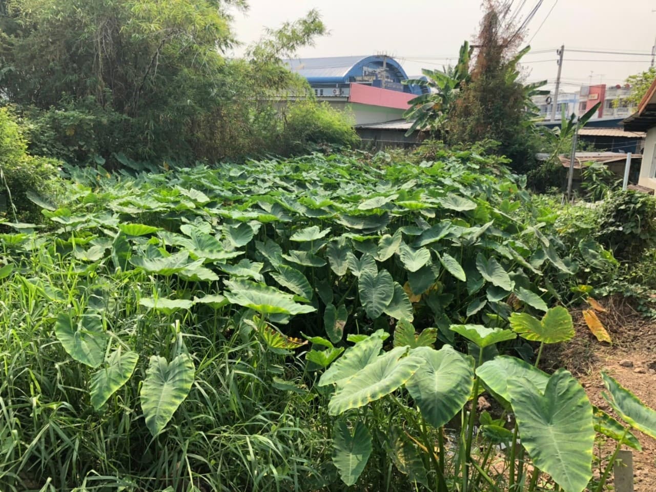 ขายที่ดินราคาถูกกลางเมืองอุทัยธานีห่างจากสถานีขนส่งผู้โดยสารอุทัยธานี 285 เมตร