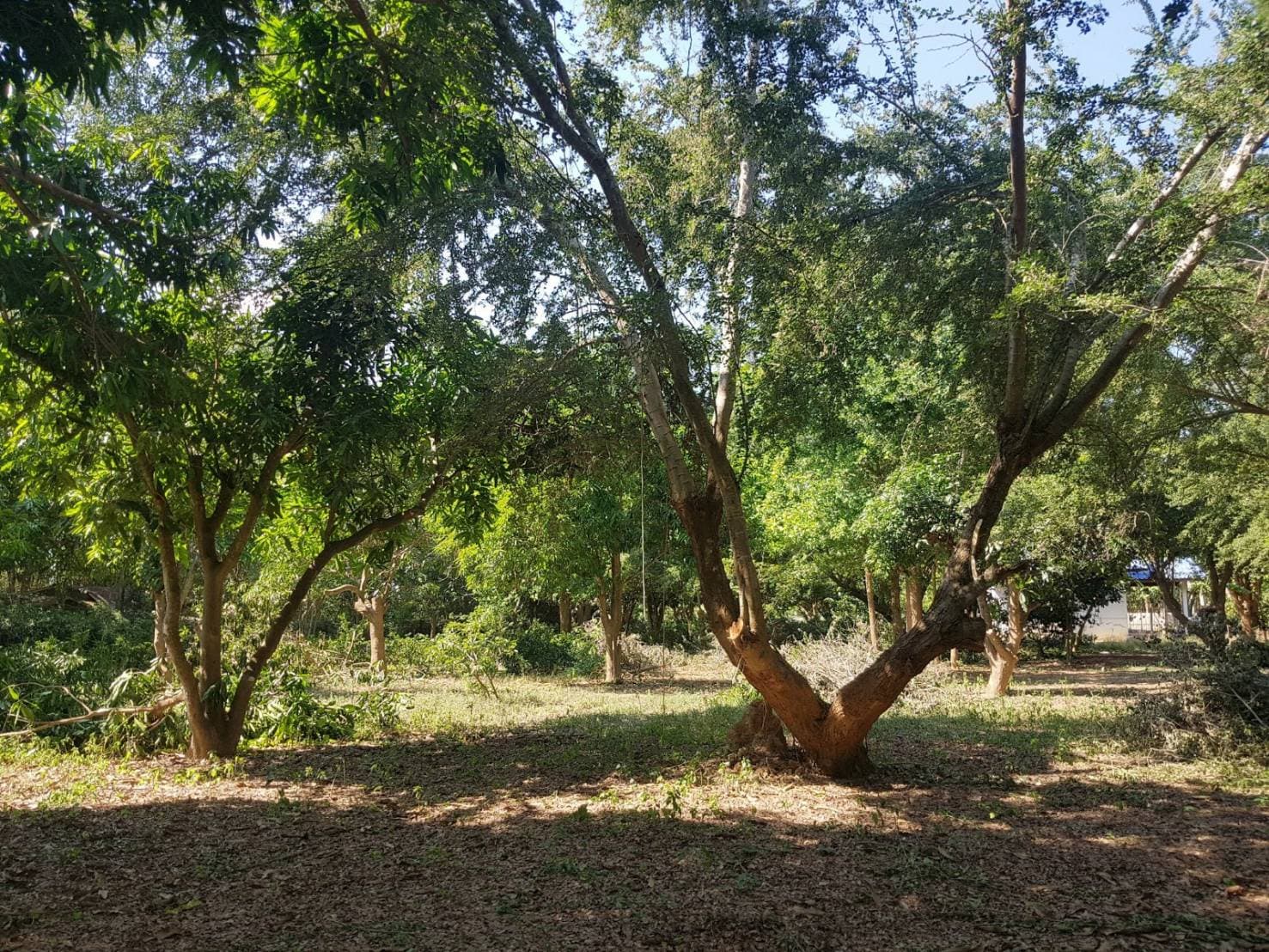 ขายที่ดินสวยพร้อมบ้านร้านขายของติดถนนหลวงด้านหลังเป็นสวนผลไม้พื้นที่กว้างขวางพร้อมสำหรับทุกคนในครอบครัวใกล้รร.บ้านเกาะสำโรง 800 เมตร อ.เมืองกาญจนบุรี