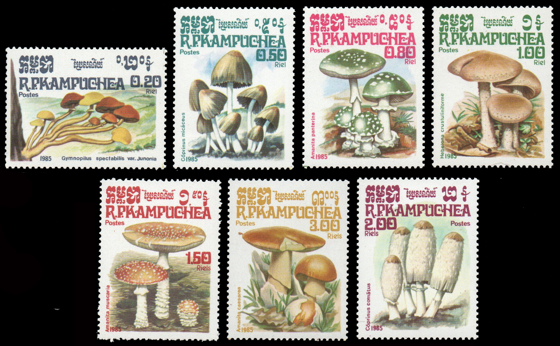 1985 Fungi