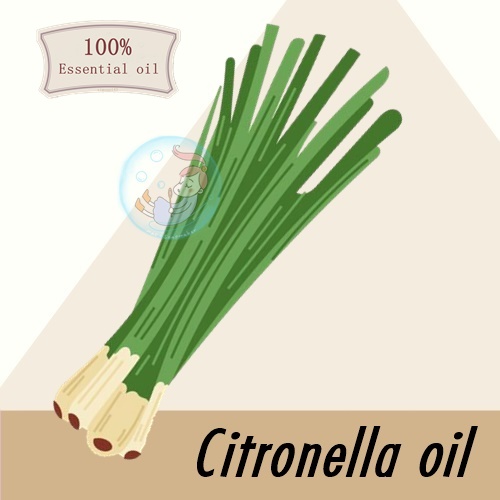 Lemongrass/Citronella oil / น้ำมันหอมระเหย ตะไคร้หอม Strong Herbaceous, citrus scent กลิ่นหอมแรงสดชื่น ละลายในแอกอฮอล์และน้ำมัน -ทนความร้อนสูง- ไม่ เร่งเทรซ COA