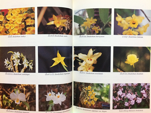 วันต้นไม้ประจำปีแห่งชาติ 2540