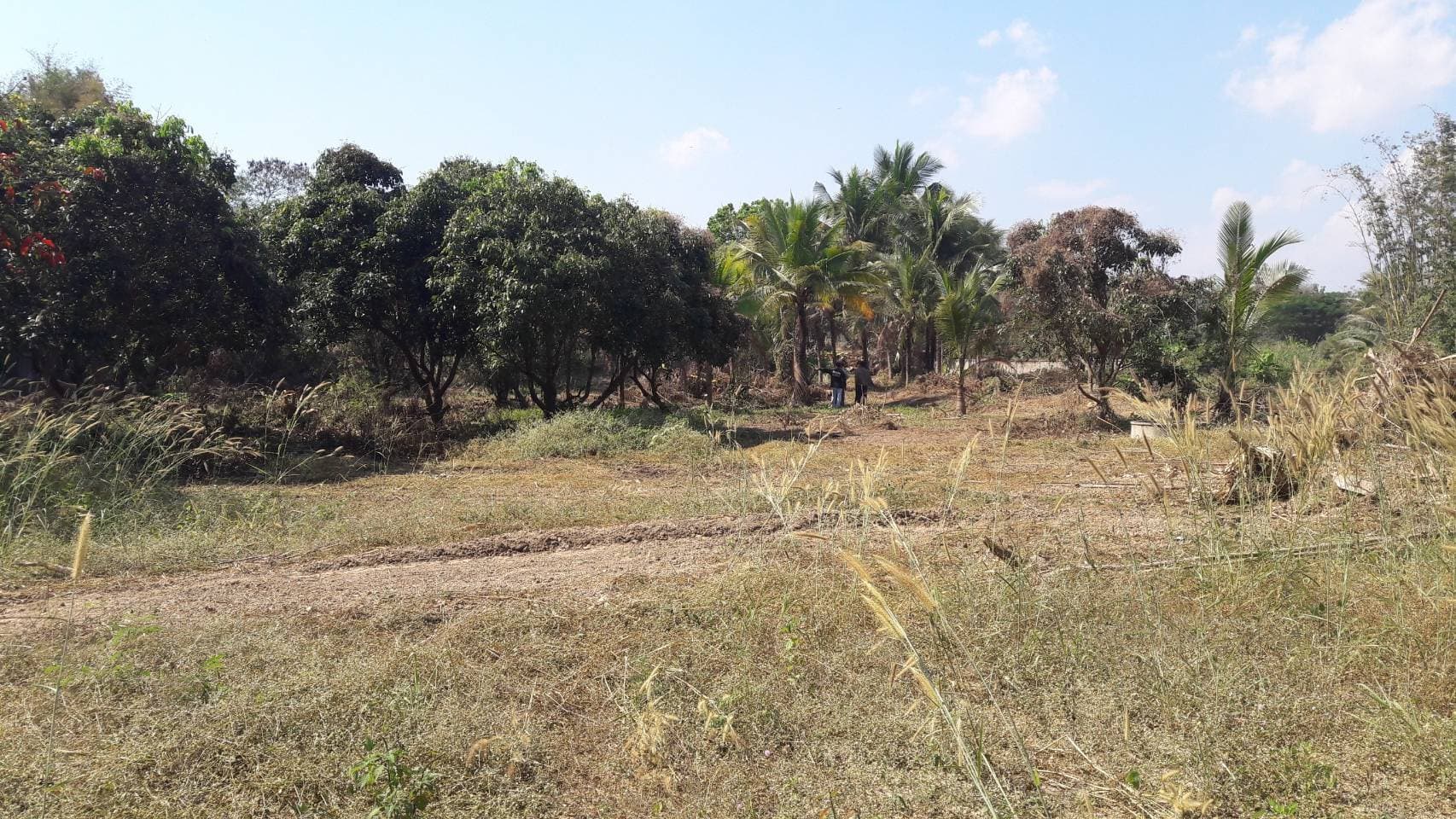 ด่วนขายที่ดินพร้อมบ้านสวนราคาถูกที่สุดมีประปาพร้อมใช้งานเนื้อที่ิ 5 ไร่ 2 งาน 69 ตรว. บ้านนาฟาน ต.ดอนไฟ อ.แม่ทะ จ.ลำปาง