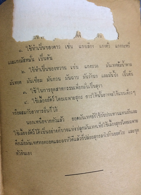 การปลูกมันเทศ