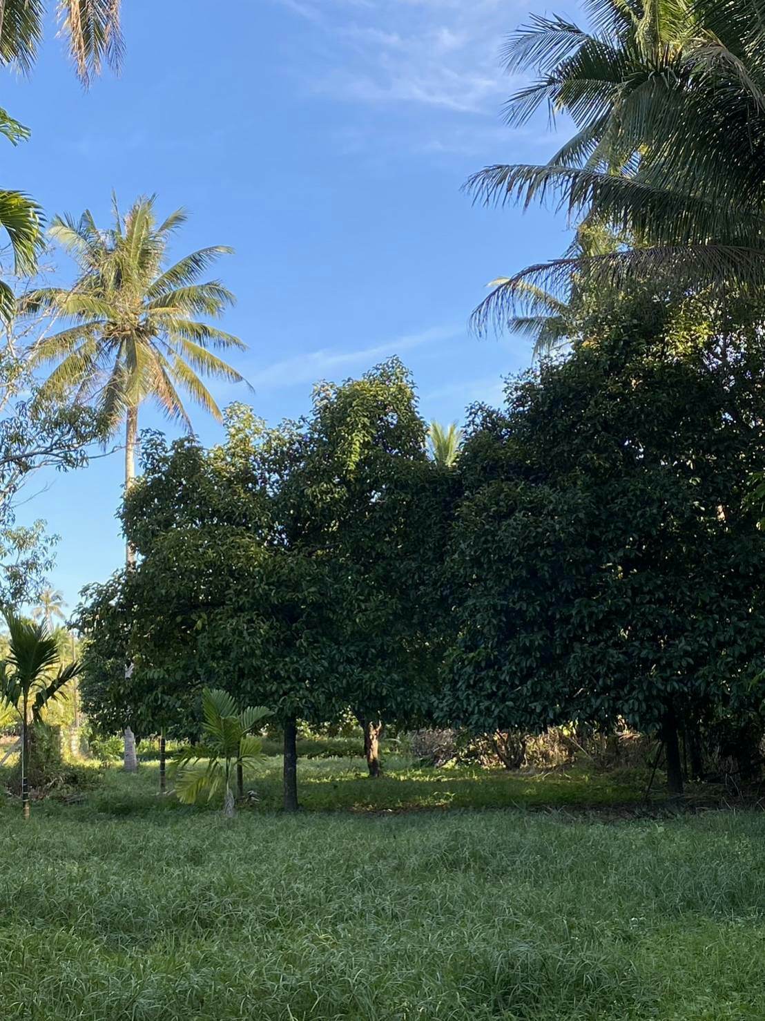 ขายบ้านพร้อมที่ดินเจ้าของขายเอง 1 ไร่ 2 งาน 9.2 ตรว. อ.เมืองชุมพร ใกล้เซเว่นสาขาชุมชนตากแดดและที่ว่าการอำเภอเมืองชุมพร บรรยากาศดีพื้นที่กว้างพร้อมสำหรับทุกคนในครอบครัว