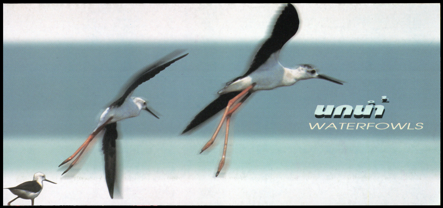 บัตรตราไปรษณียากรที่ระลึกนกน้ำ 2540