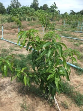 ขายบ้านพร้อมที่ดินราคาถูกติดถนนใหญ่หมายเลข (3468) ห่างจาก อบต.บ้านโข้ง 876 เมตร