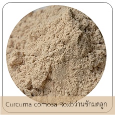 Curcuma comosa Roxb /ว่านชักมดลูก
