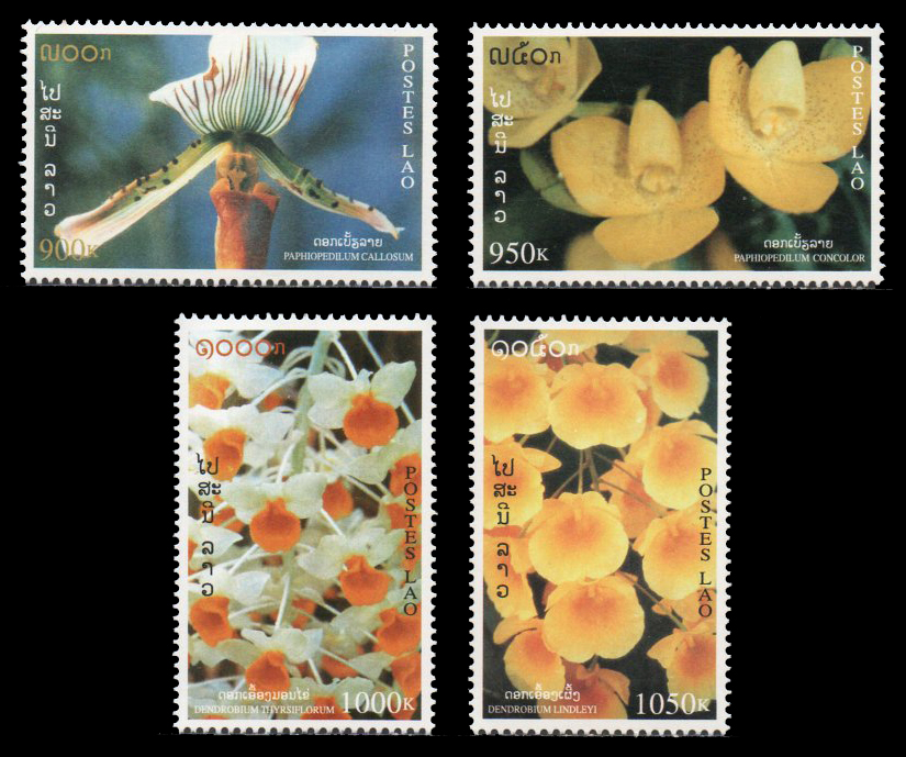 Orchid 1998