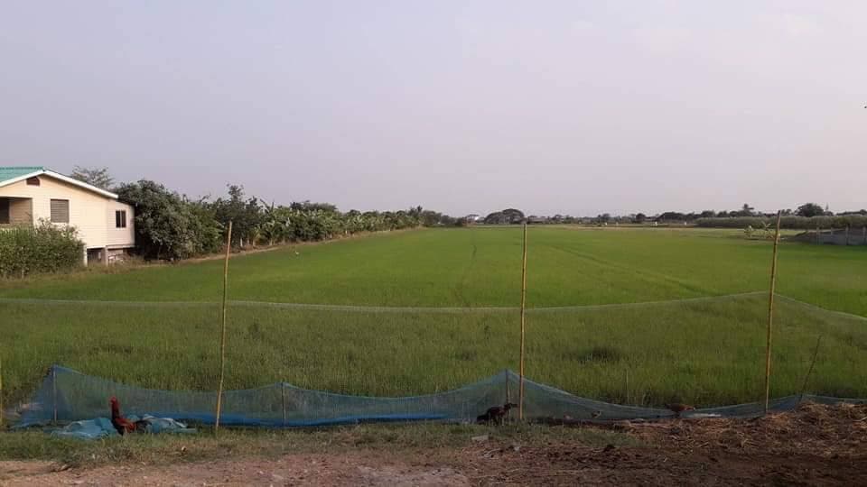 ขายที่ดินติดถนนใหญ่ราคาถูก เหมาะทำธุรกิจการเดินทางสะดวกพื้นที่สวยใกล้ รร.บ้านหนองหัวช้าง 1.2 กม.โลตัสกำแพงแสน 4.7 กม.จ.นครปฐม