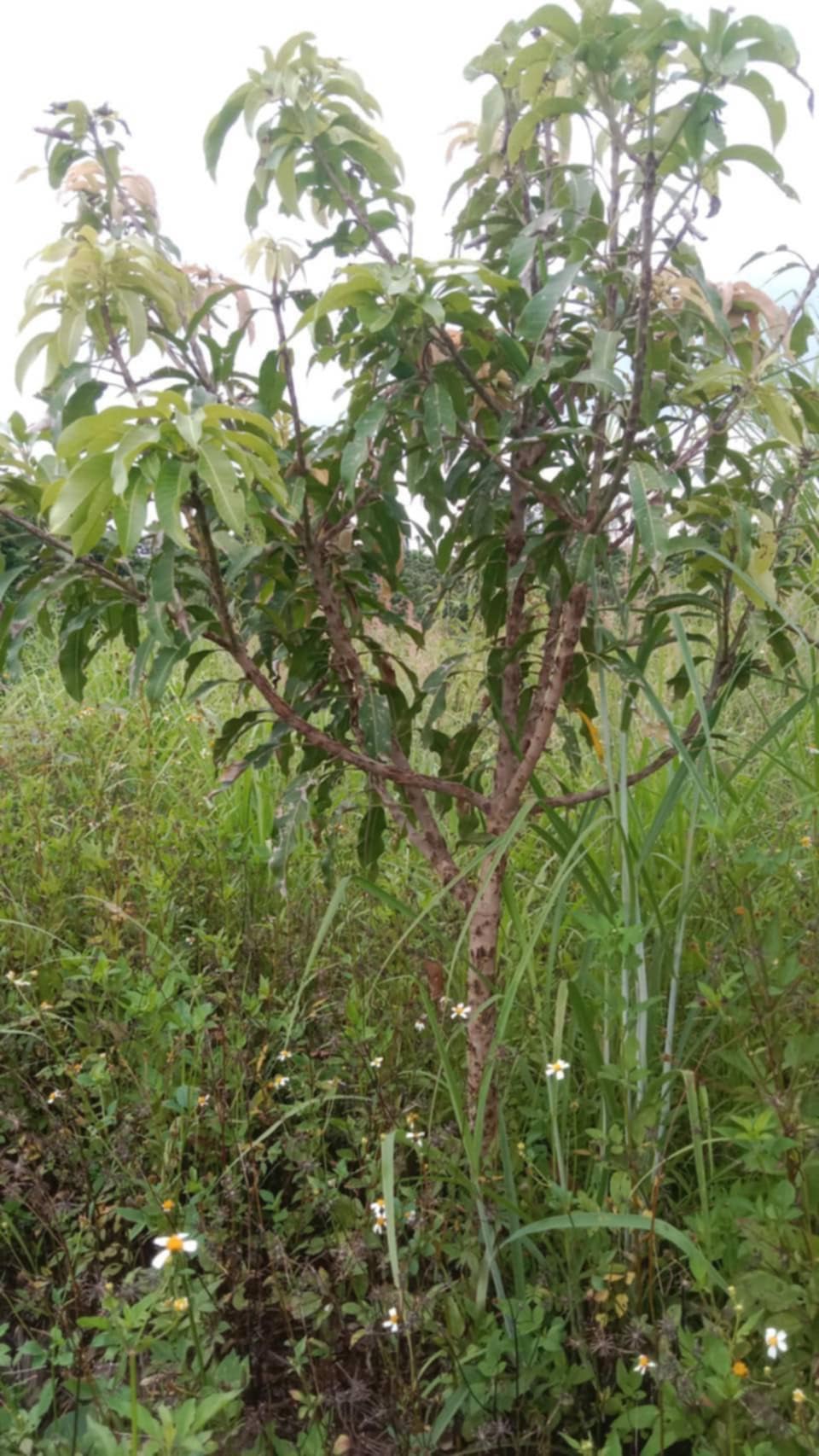 ขายที่ดิน 8 ไร่ 3 งาน 0.5 ตรว. อ.แม่สรวย จ.เชียงรายใกล้โลตัส แม่สรวย 1.3 กม