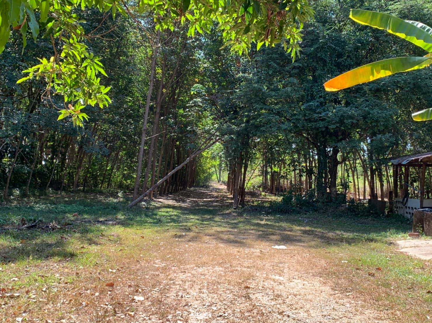 ขายที่อำเภอรัตนวาปี (เจ้าของขายเอง) ไม่มีนายหน้า !!!