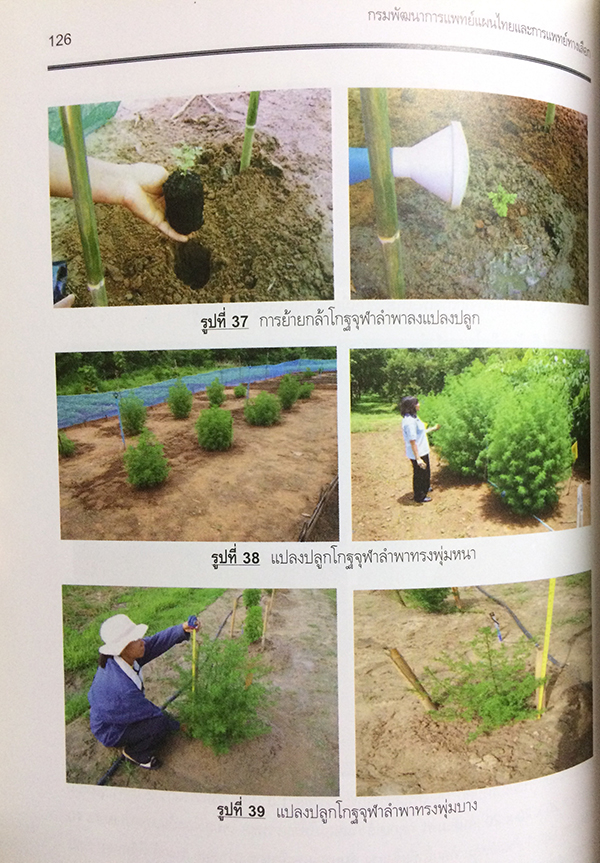 การพัฒนาสมุนไพรแบบบูรณาการ