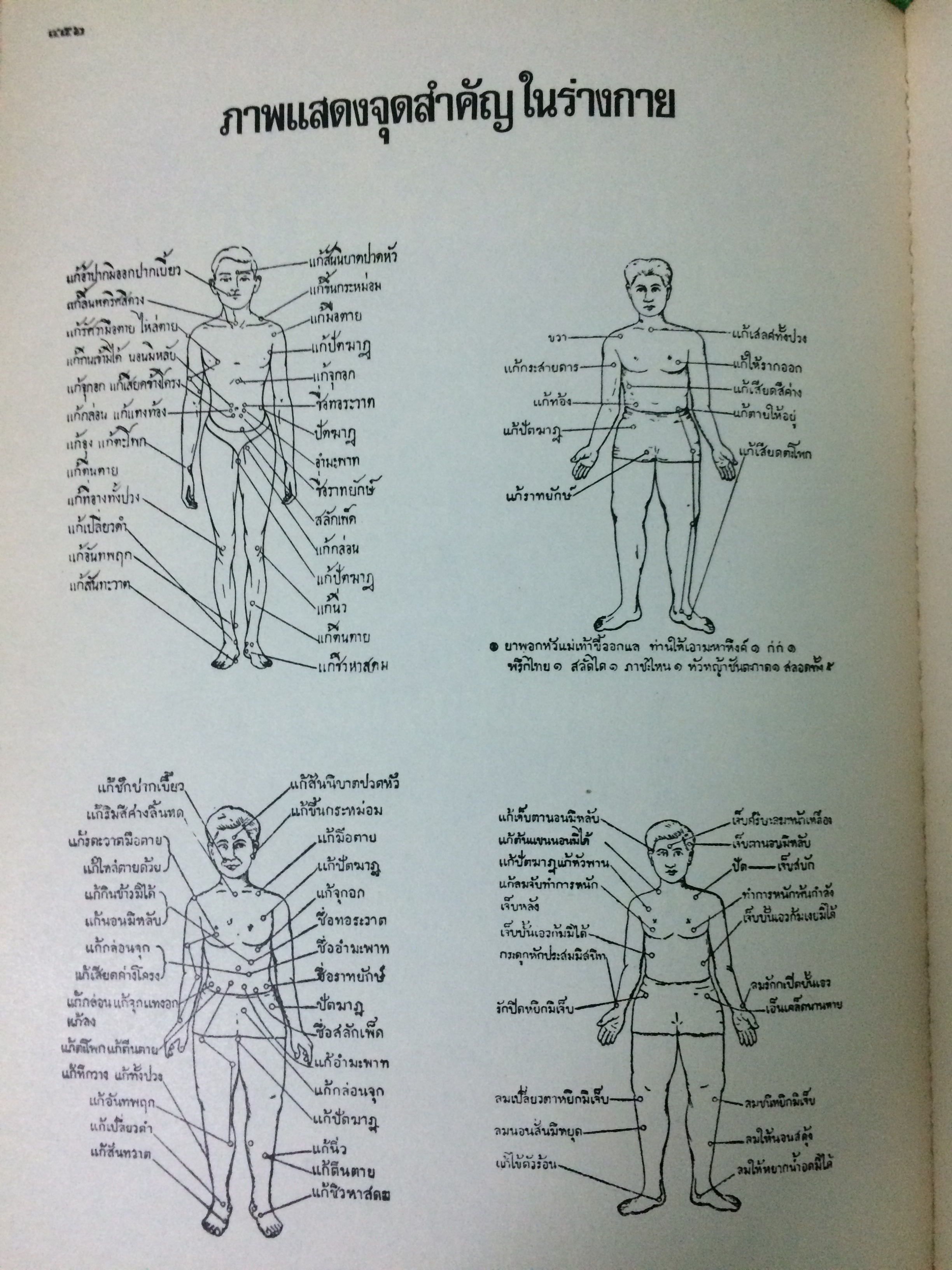 ธรรมชาติศึกษา ฉบับศึกษาดอกไม้ป่าของไทย