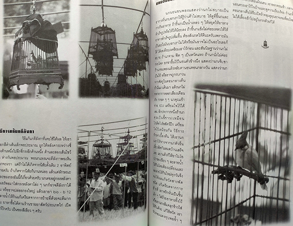 นกกรงหัวจุก