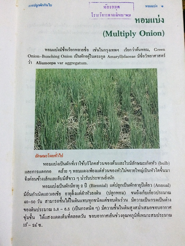 การปลูกผักกินใบ