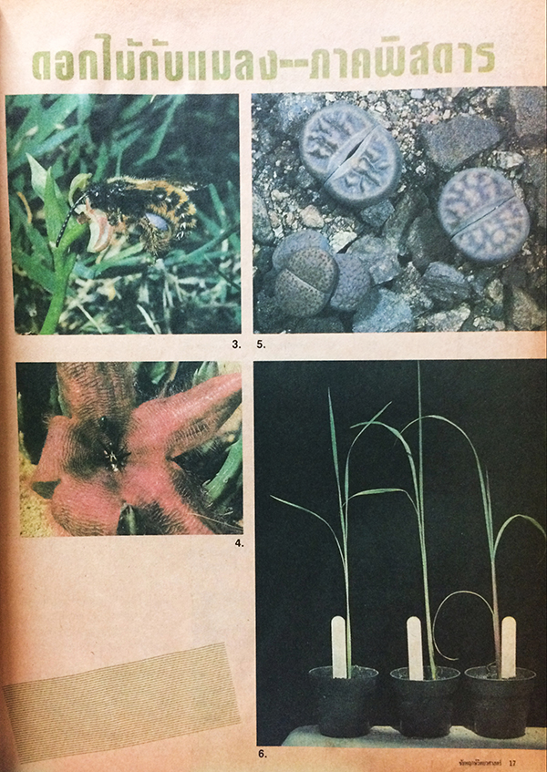 ชัยพฤกษ์วิทยาศาสตร์ ฉบับที่ 210 ปีที่ 34 ฉบับที่ 23 : ธันวาคม 2530