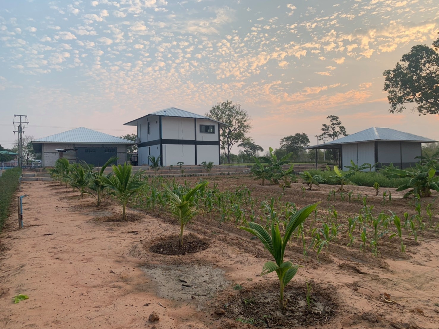 ขายบ้านพร้อมที่ดินมีพื้นที่สวนกว้างขวางพร้อมสำหรับทุกคนในครอบครัว2ไร่13ตรว.ติดถนนใหญ่ใกล้อบต.ป่าชัน 340 เมตร จ.บุรีรัมย์