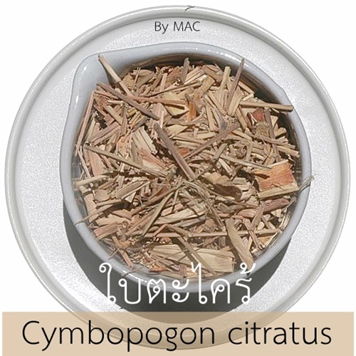 LEMONGRASS LEAF ใบตะไคร้ Cymbopogon citratus