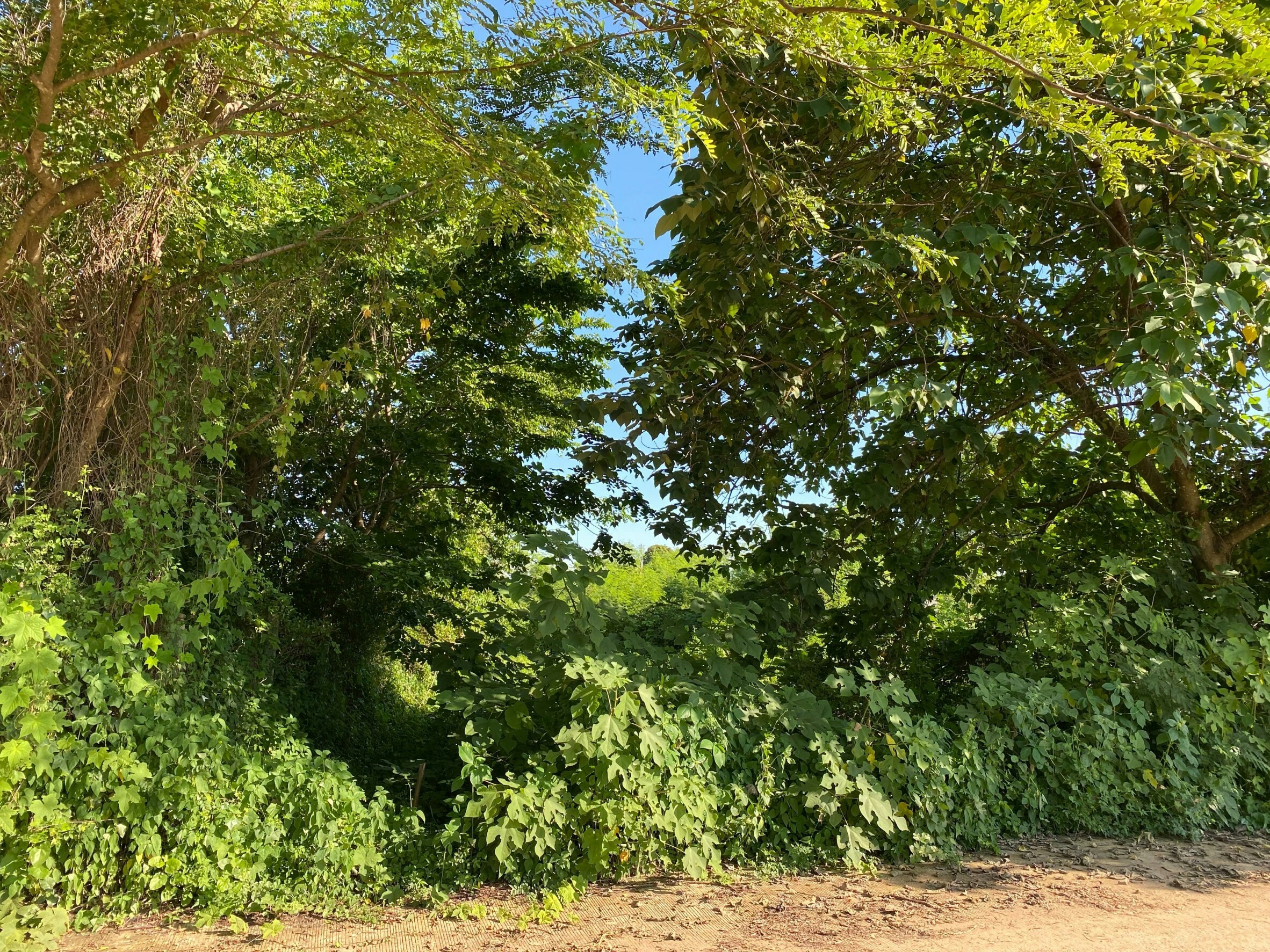 ขายที่ดินติดริมแม่นํ้าโขง อ.เมืองหนองคาย 300 ตรว. ด้านหน้าเป็นคอนกรีตบรรยากาศดีเหมาะแก่การสร้างบ้านอยู่อาศัยหรือทำธุรกิจพื้นที่กว้างพร้อมสำหรับทุกคนในครอบครัว