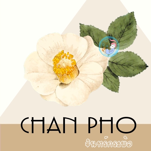 Chan Pho น้ำมันหอม จันทร์พ้อ หรือ จันทร์กระพ้อ Flower powdery ละลายในแอกอฮอล์และน้ำมัน