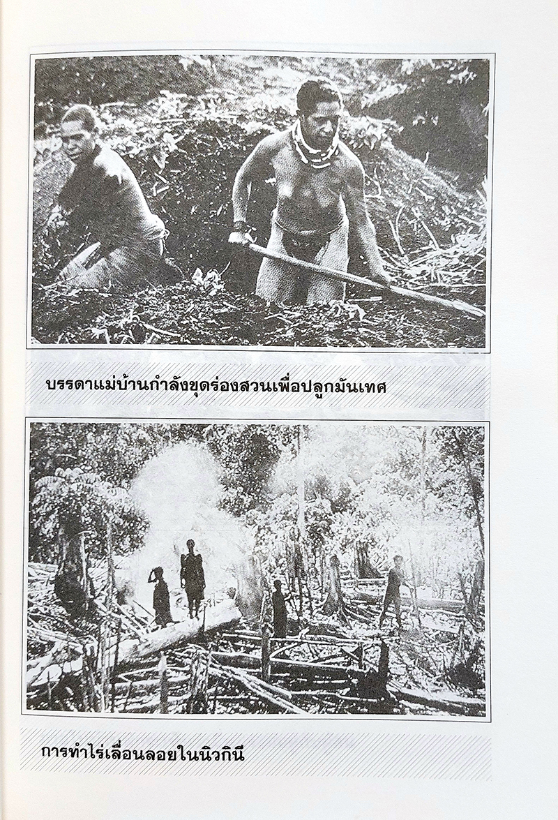 คนกับหมู กาเปากู ปาปวน