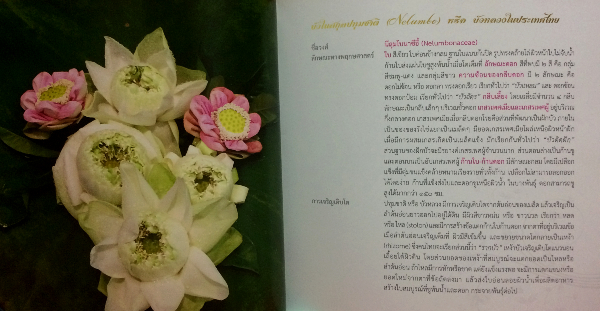 พรรณไม้งามในวังสระปทุม