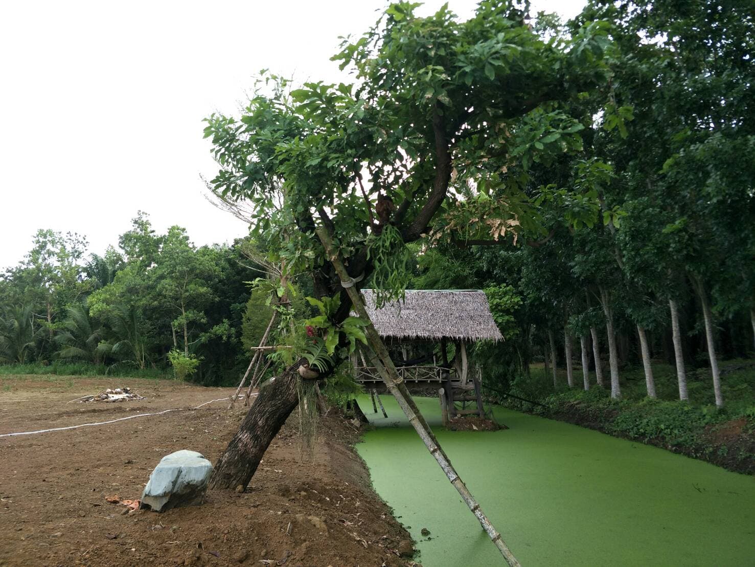 ขายที่ดินสวยอำเภอท่าแซะราคาถูกลดราคาพิเศษ 36 ไร่ พร้อมอาคารพาณิชย์แบ่งขายติดถนนใหญ่เพชรเกษม ตรงข้ามโรงพยาบาลอำเภอท่าแซะ ที่ดินเป็นผืนเดียวกัน จ.ชุมพร