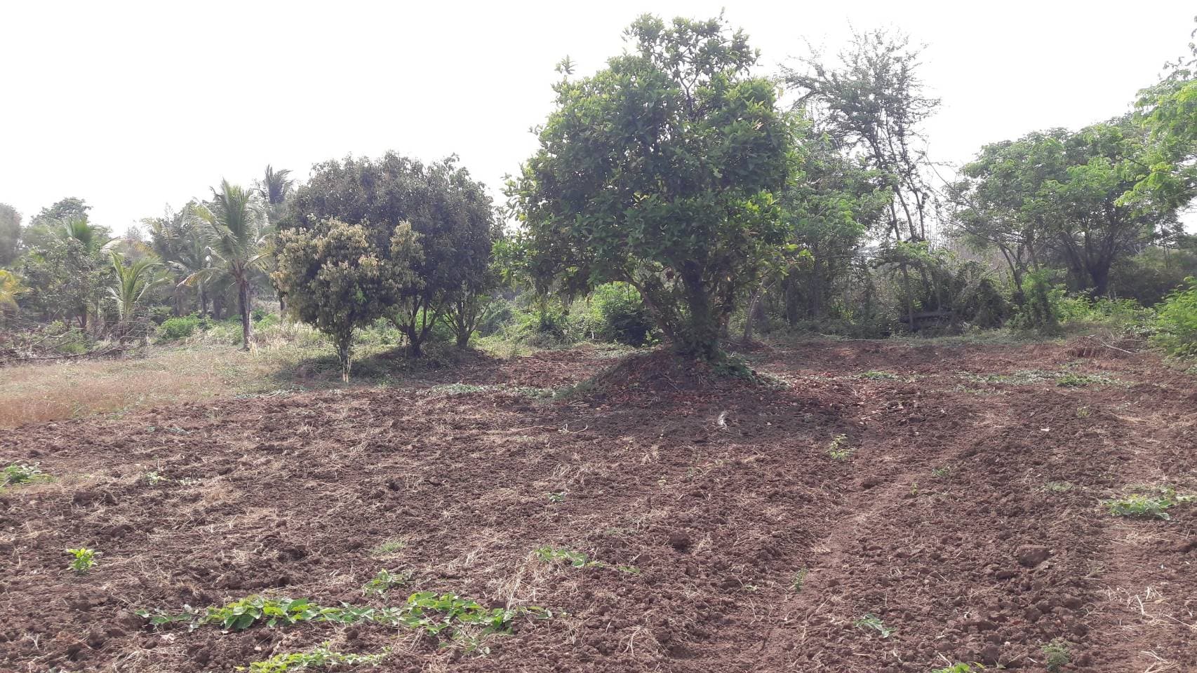 ด่วนขายที่ดินพร้อมบ้านสวนราคาถูกที่สุดมีประปาพร้อมใช้งานเนื้อที่ิ 5 ไร่ 2 งาน 69 ตรว. บ้านนาฟาน ต.ดอนไฟ อ.แม่ทะ จ.ลำปาง